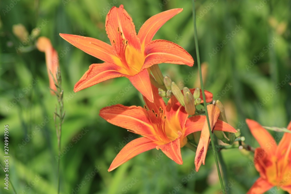 Tiger Lilly wild 05 Stock Photo | Adobe Stock