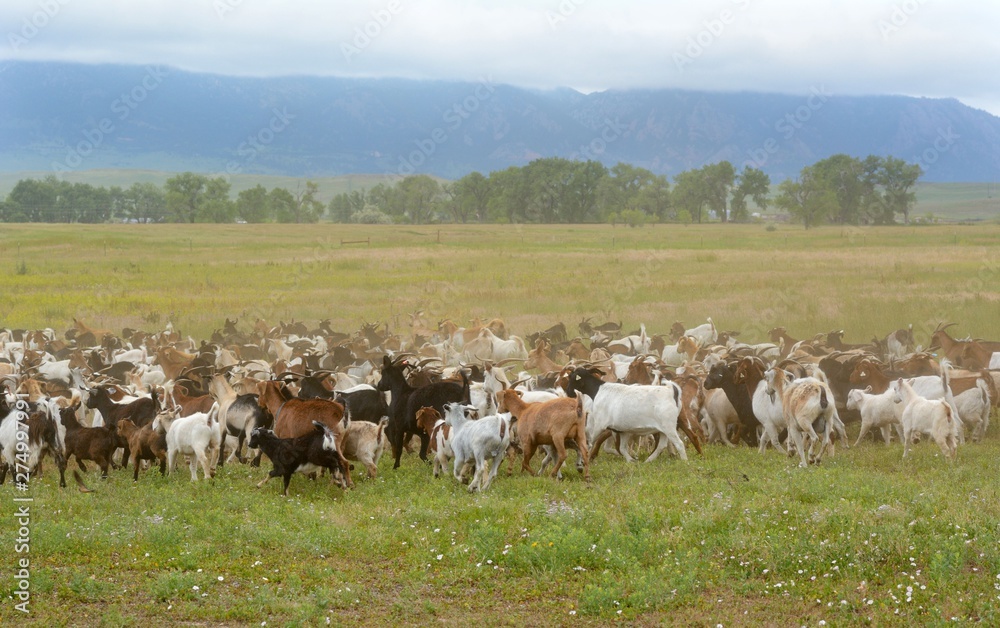 Obraz premium Goat herd moving across pasture in meadow east of Rocky Mountains on cloudy overcast day