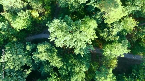 treetops in a forest from the drone view