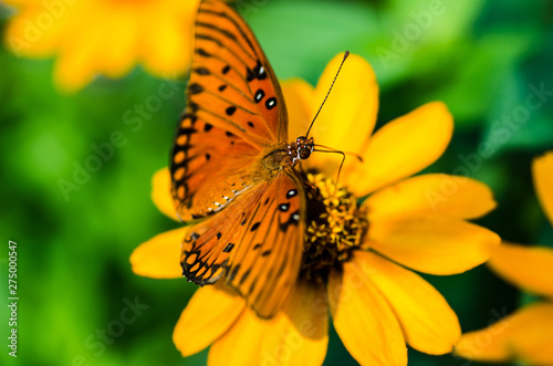 butterfly on flower © Sandeep