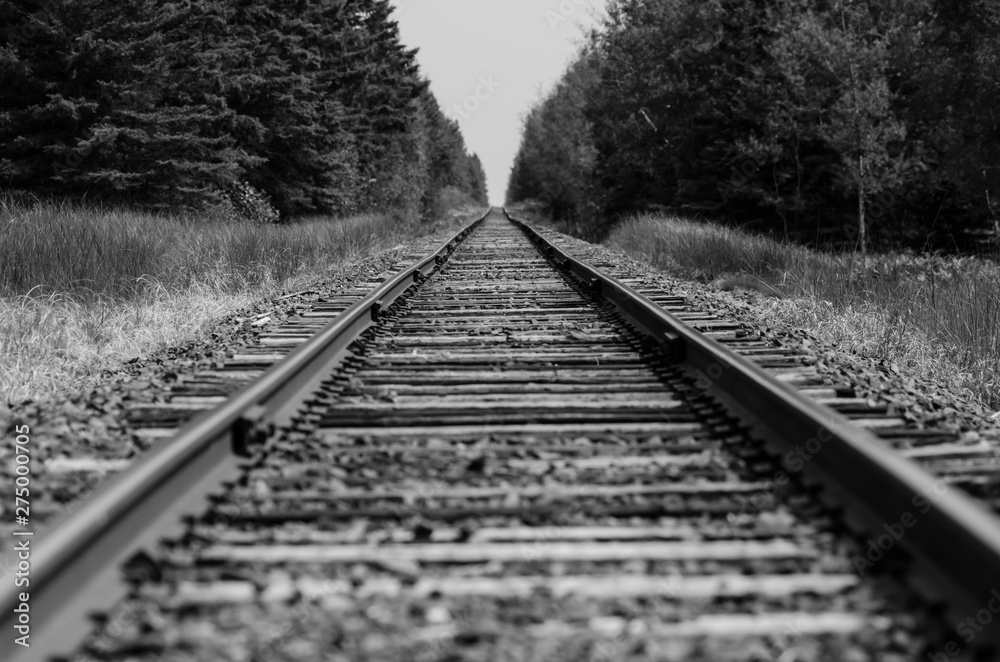 railroad tracks in forest
