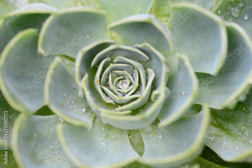 Macro shot of a green flower