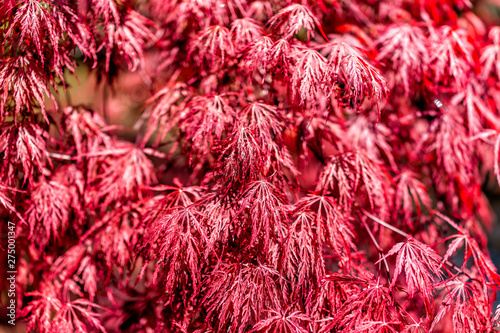 Closeup of Japanese Maple Tree with red spring or fall autumn foliage with pattern of leaves in sunlight