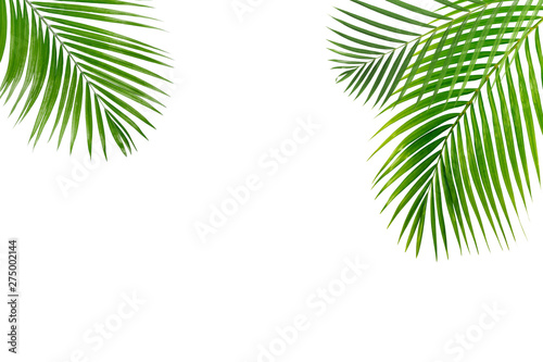 Palm leaves  isolated on white background