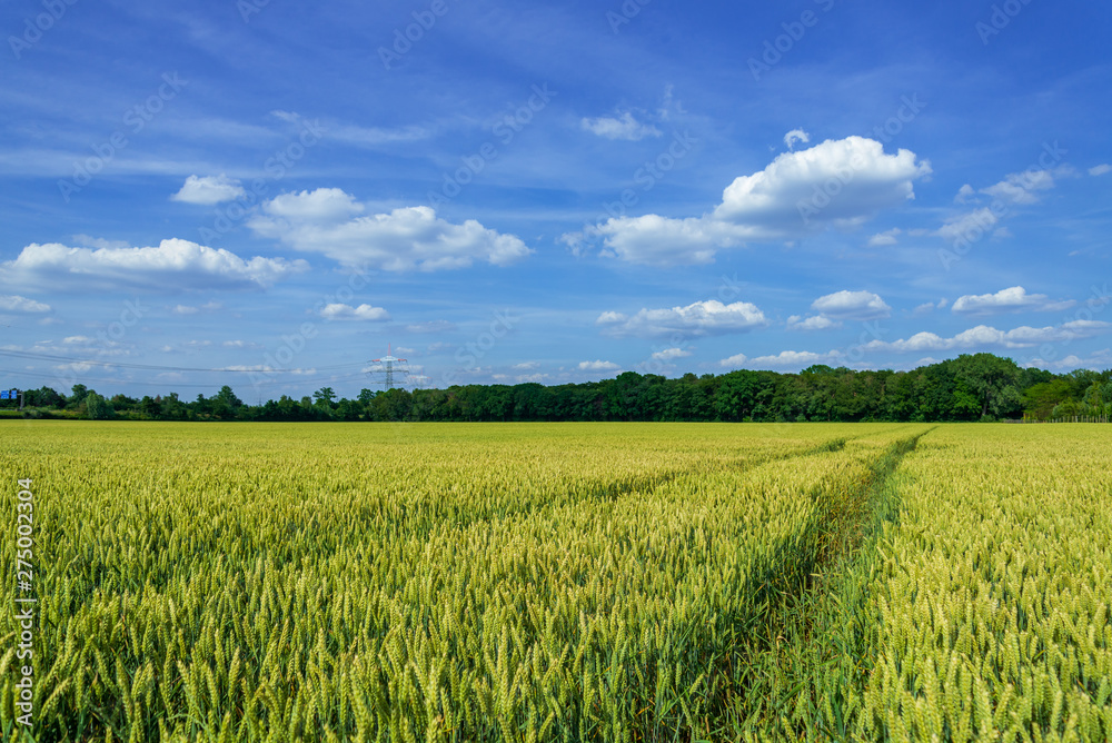 Outdoor sunny landscape view of fresh green and yellow growing wheat field with the trace of tractor or vehicle wheel mark, in countryside area against deep blue sky. Outdoor sunny landscape view of fresh green and yellow growing wheat field with the trace of tractor or vehicle wheel mark, in countryside area against deep blue sky.