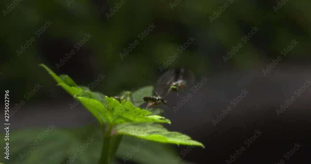 Hoverflies flying and landing on green leaf slow motion Hoverflies flying and landing on green leaf slow motion
