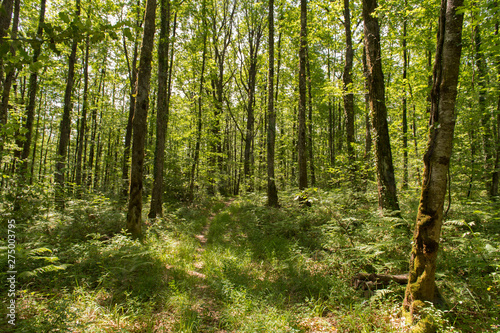 Wallpaper Mural Forest landscape Torontodigital.ca