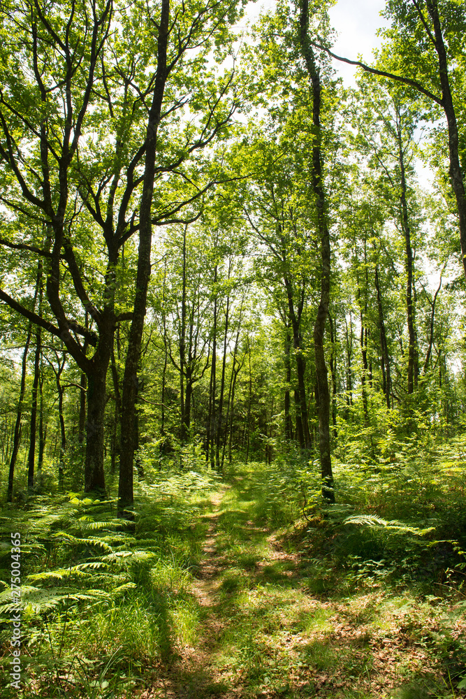 Forest landscape Forest landscape