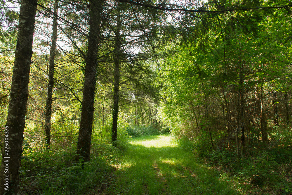 Obraz premium Forest landscape