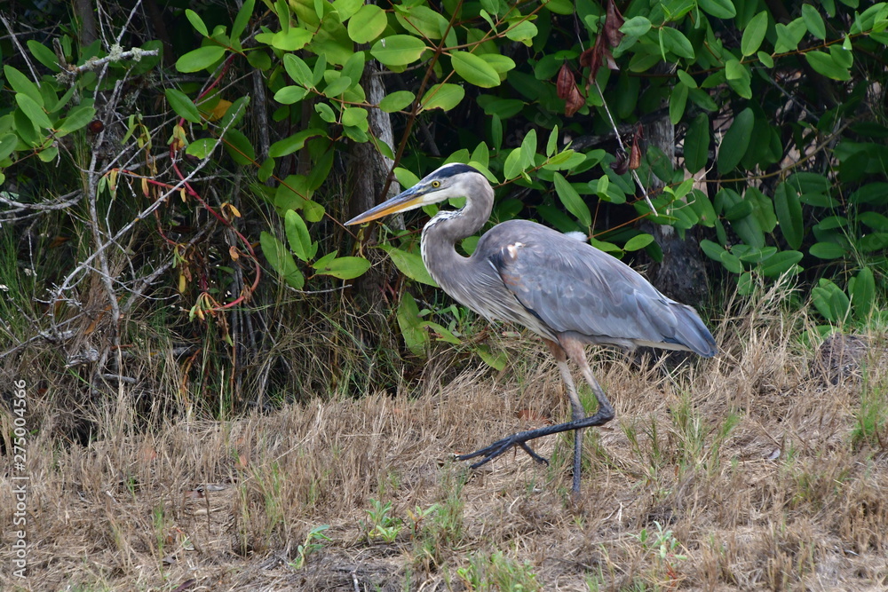 Fototapeta premium GARZA, GALÁPAGOS