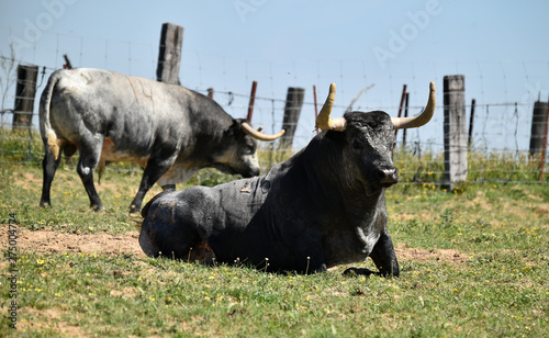Fototapeta Naklejka Na Ścianę i Meble -  toro en el campo en españa