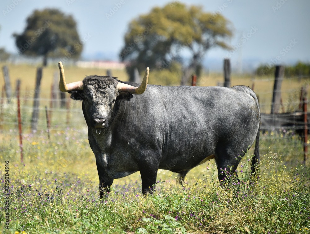 spanish bull spanish bull