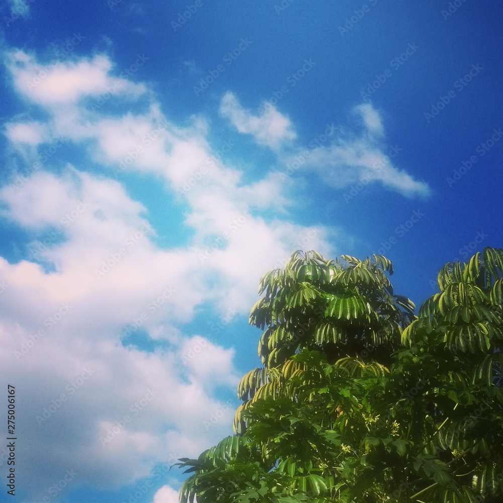 Obraz premium trees and blue sky