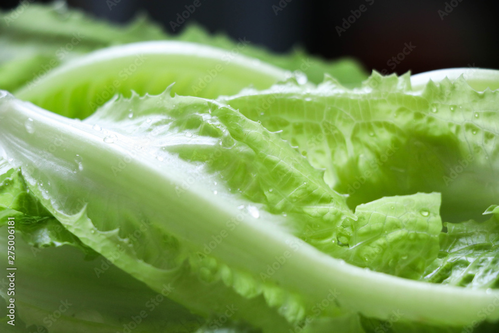 Cos lettuce fresh leave and good healthy after clean by water in the basket background Cos lettuce fresh leave and good healthy after clean by water in the basket background