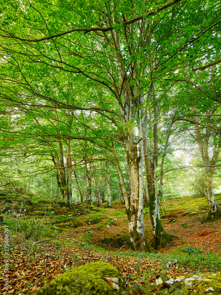 Naklejka premium path in the forest