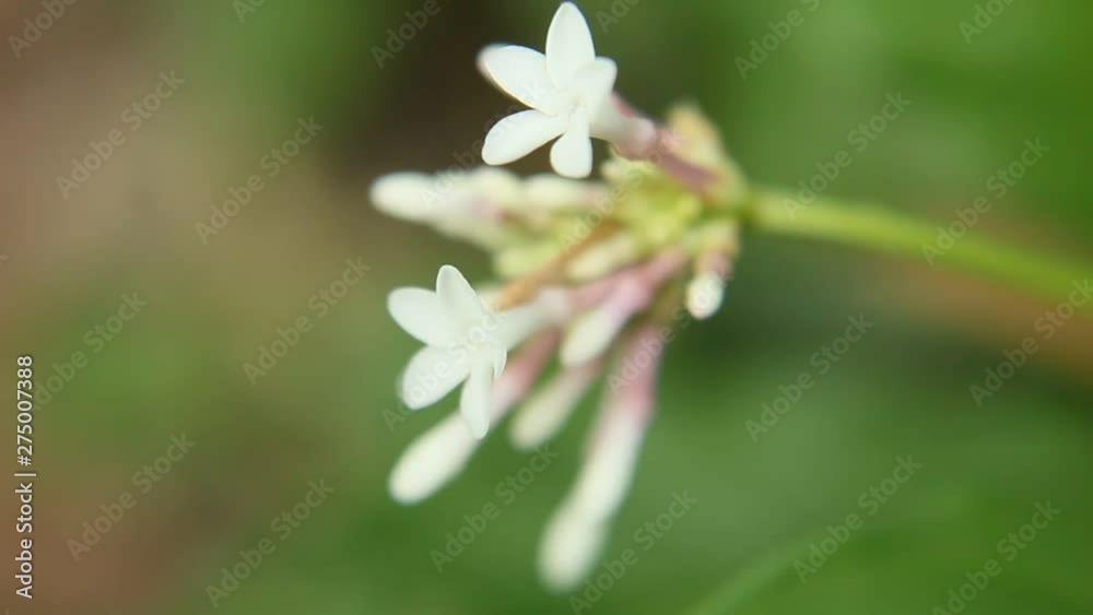HD Video Footage of Rauvolfia serpentina, the Indian snakeroot or devil