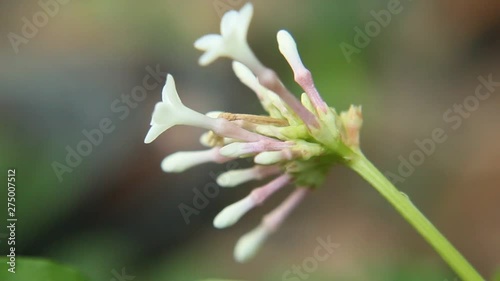 HD Video Footage of Rauvolfia serpentina, the Indian snakeroot or devil pepper (Patalgaruda,serpentine wood) flower and buds. Pule pandak, Mizo Rultúrzung (Indonesia). photo