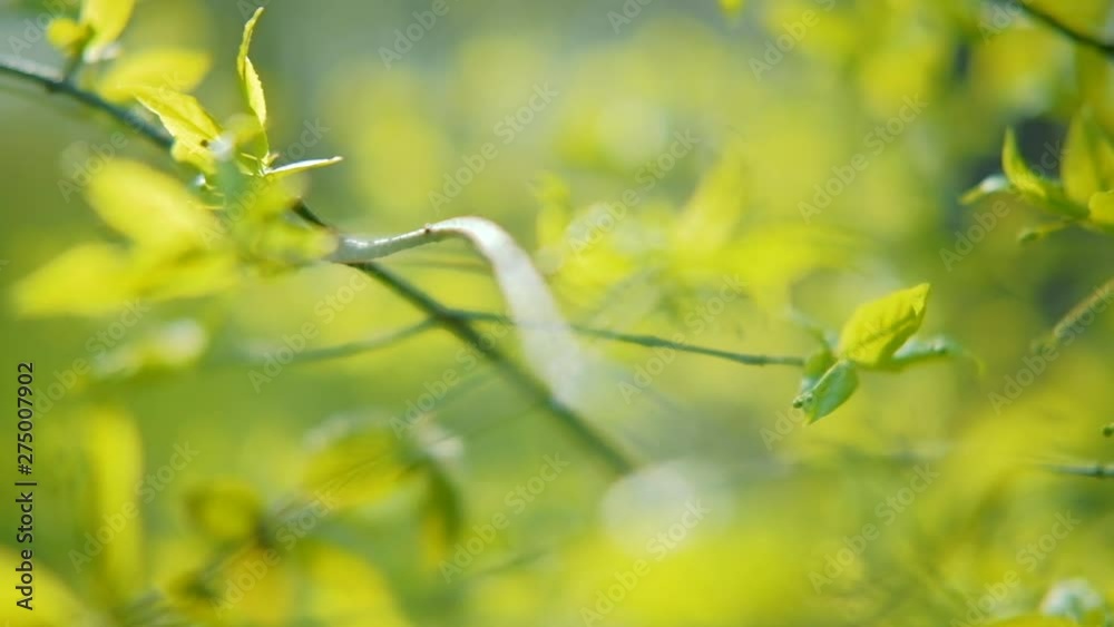 Spring nature. Green garden beauty. Tender tree branches with fresh new leaves Spring nature. Green garden beauty. Tender tree branches with fresh new leaves