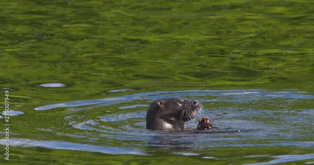 Otter floating chewing eel fish summer river (Lutra lutra) Otter floating chewing eel fish summer river (Lutra lutra)