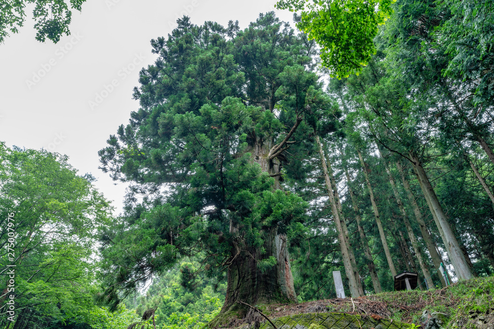山梨県笹子峠の矢立の杉 山梨県笹子峠の矢立の杉