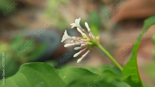 HD Video Footage of Rauvolfia serpentina, the Indian snakeroot or devil pepper (Patalgaruda,serpentine wood) flower and buds. Pule pandak, Mizo Rultúrzung (Indonesia). photo