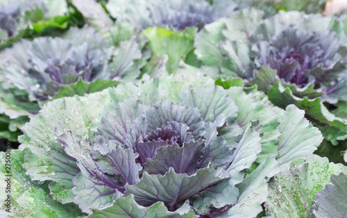 Close up green and violet cabbage or headed purple cabbage with droplet growing in harvest field.Organic vegetable background in freshness atmosphere farm.vegetarian food cooking healthy food