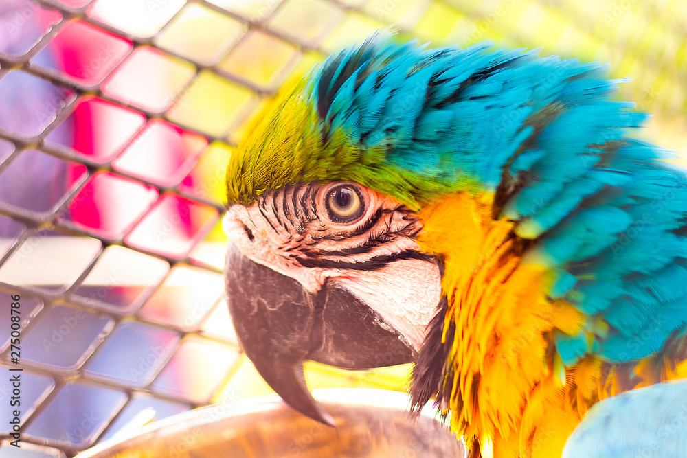 Obraz premium close up parrot and cage