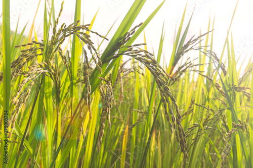 close up green rice fields