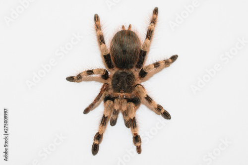 big hairy tarantula isolated on white background
