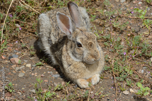 Wild Colorado cottontail rabbit resting in sunlight near green vegetation