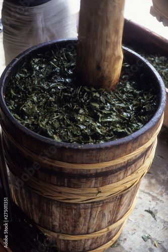 日本の伝統食品、阿波番茶、茶葉の漬け込み作業