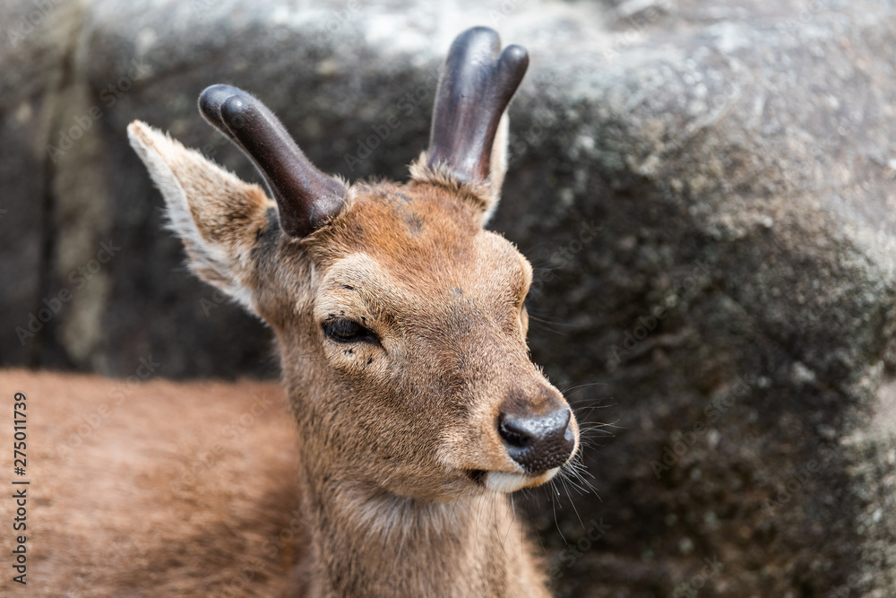 Nara, Japan street park in downtown city with deer head face closeup with antlers Nara, Japan street park in downtown city with deer head face closeup with antlers