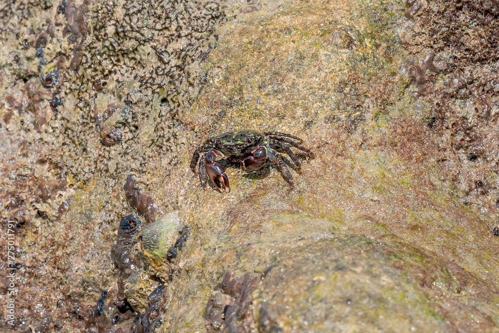 Crab at Coral rocks, Porto de Galinhas Beach, Ipojuca, Pernambuco, Brazil