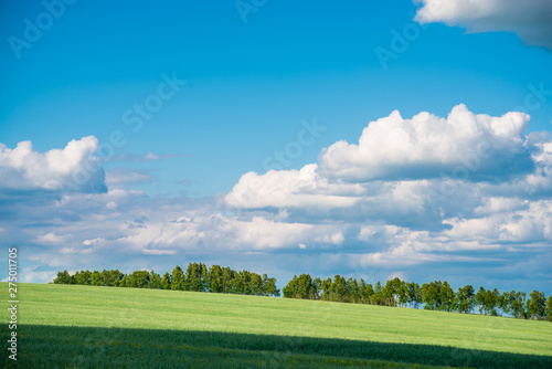 View of agricultural field with white fluffy clouds in blue sky at sunny summer day © photollurg
