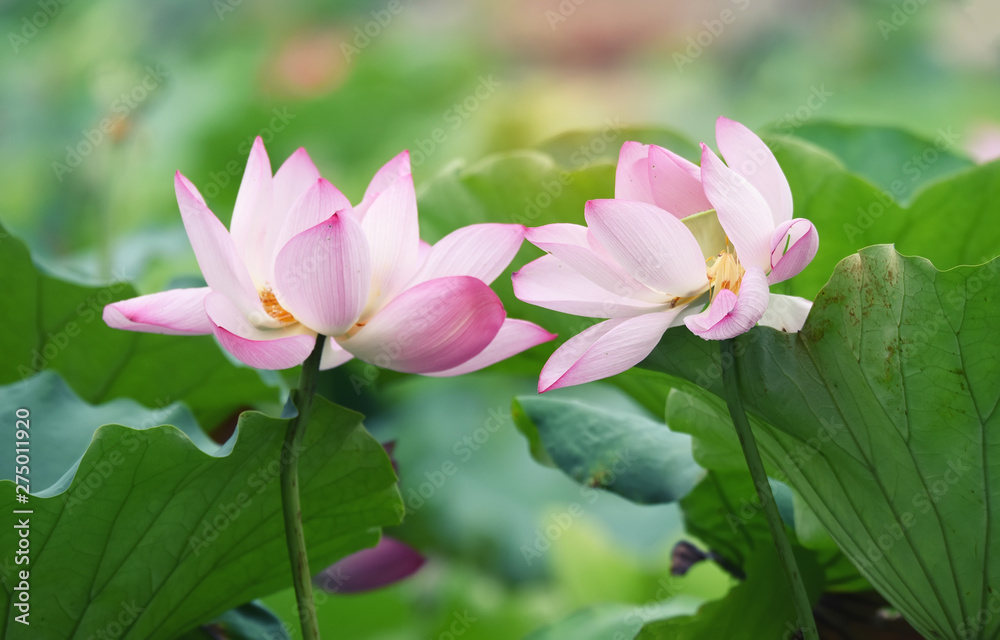 blooming lotus flower