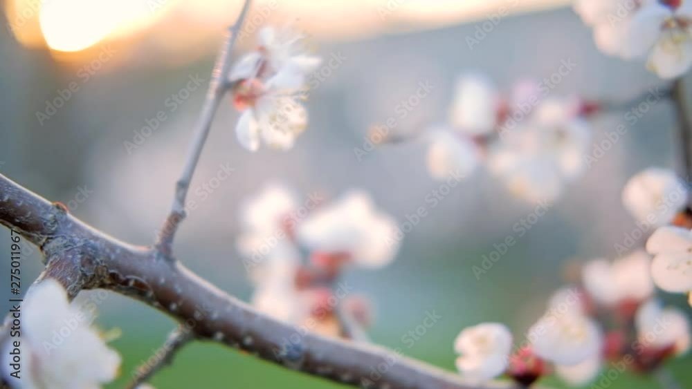 Apricot tree blooming. Nature in spring. White flowers on branches. Apricot tree blooming. Nature in spring. White flowers on branches.