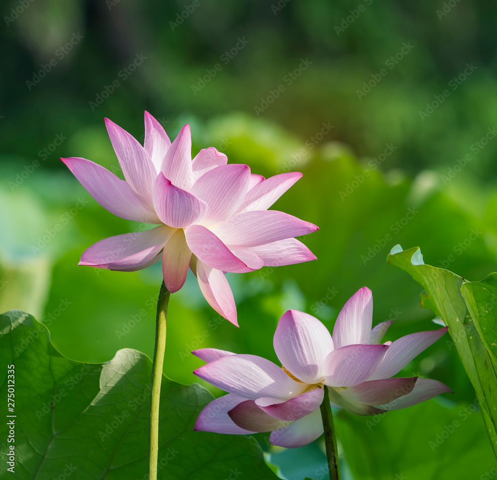 lotus flower plants with green leaves in lake lotus flower plants with green leaves in lake