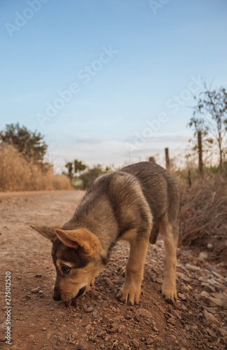 dog on the road © GiTrevisan