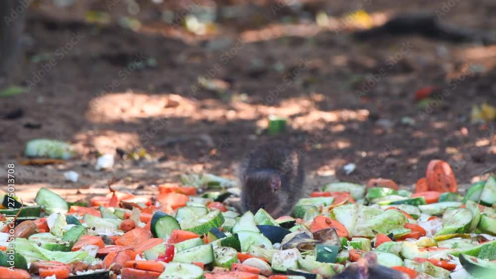 mouse eating food outdoor fruits vegetables nature wildlife cute closeup mouse eating food outdoor fruits vegetables nature wildlife cute closeup