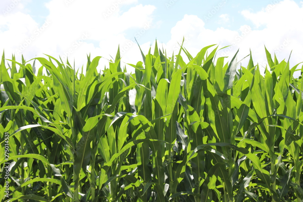 Green Corn and Clouded Sky's Green Corn and Clouded Sky's