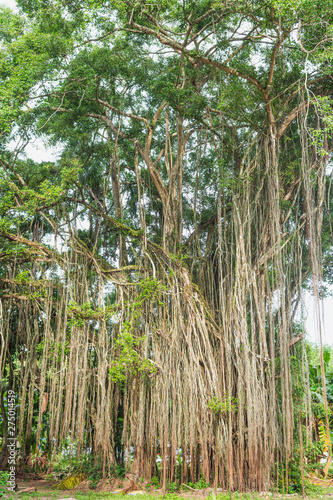 Banyan tree at Phatthalung Thailand.