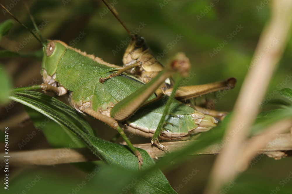 Fototapeta premium grasshopper