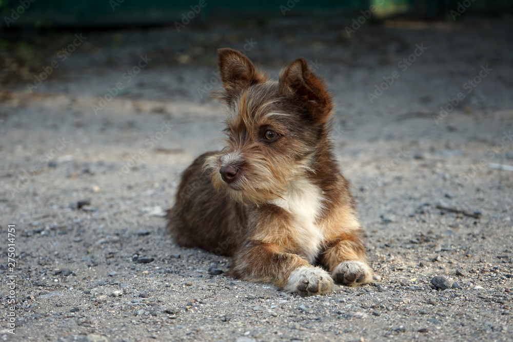 little shaggy red dog