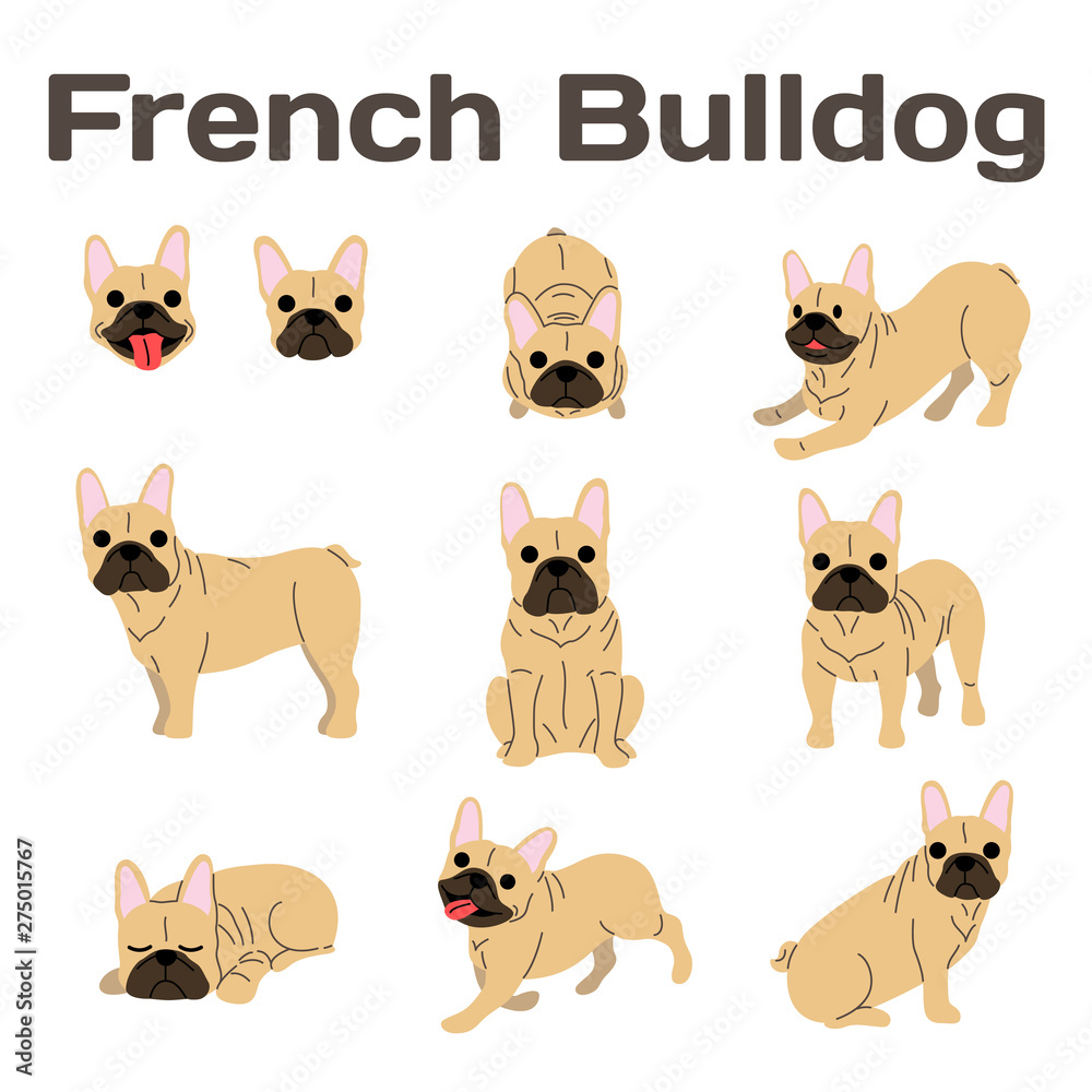 French bulldog in action,happy dog