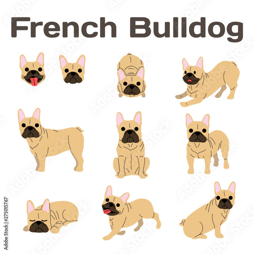 French bulldog in action,happy dog