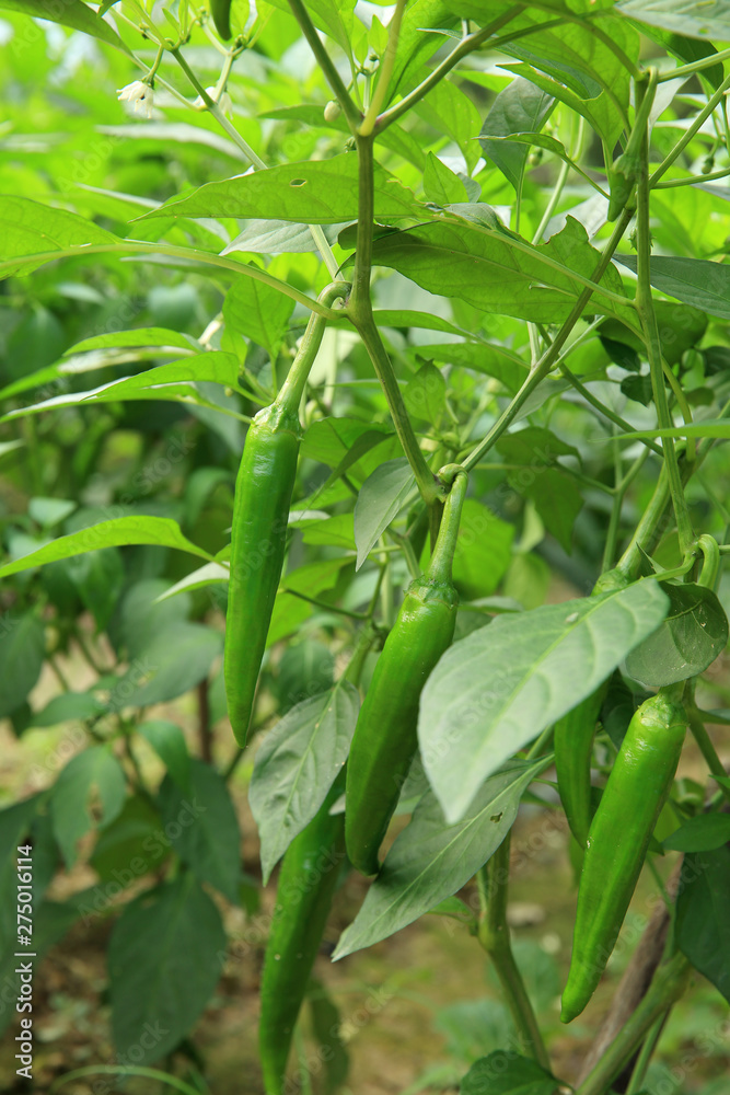 Green chilli pepper plants in growth at vegetable garden Green chilli pepper plants in growth at vegetable garden
