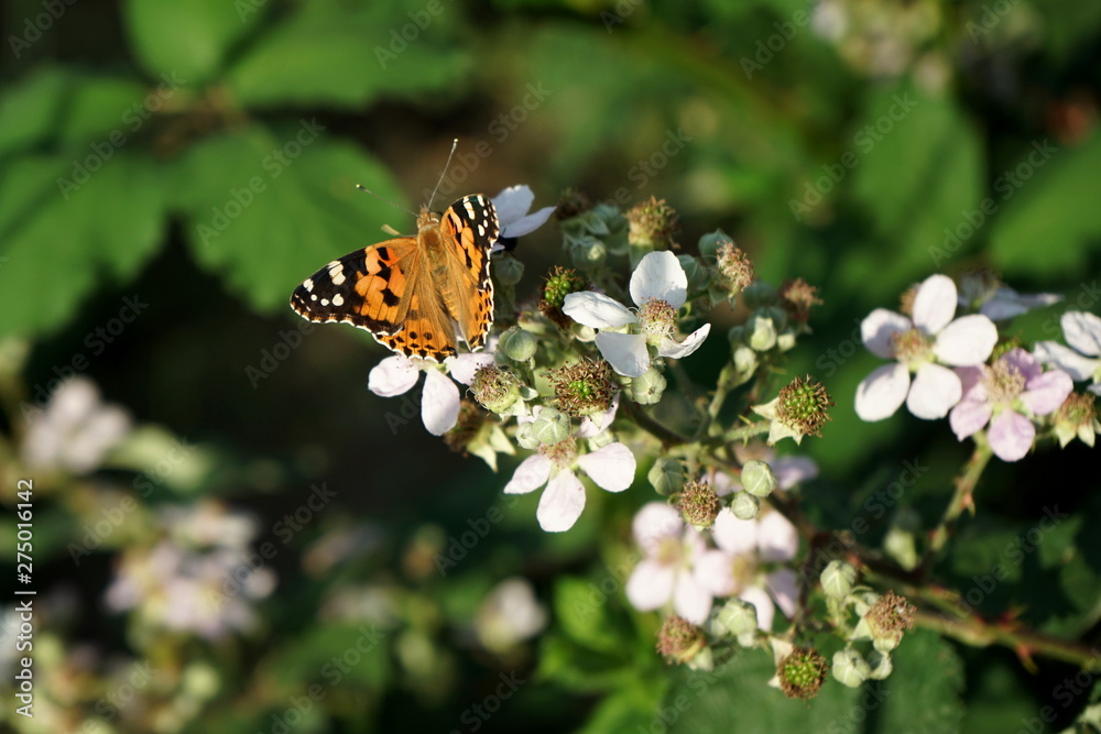 beautiful butterfly on a flower beautiful butterfly on a flower