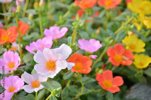 ポーチュラカ　夏の花壇 © tamayura39