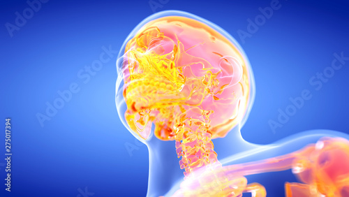 3d rendered illustration of the human, skeletal cervical spine