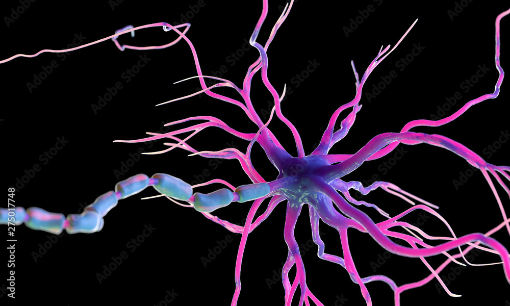 3d rendered illustration of a healthy human nerve cell